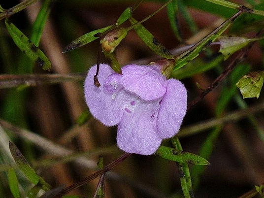 {Agalinis tenuifolia}